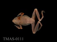 藏品(太田樹蛙)的圖片